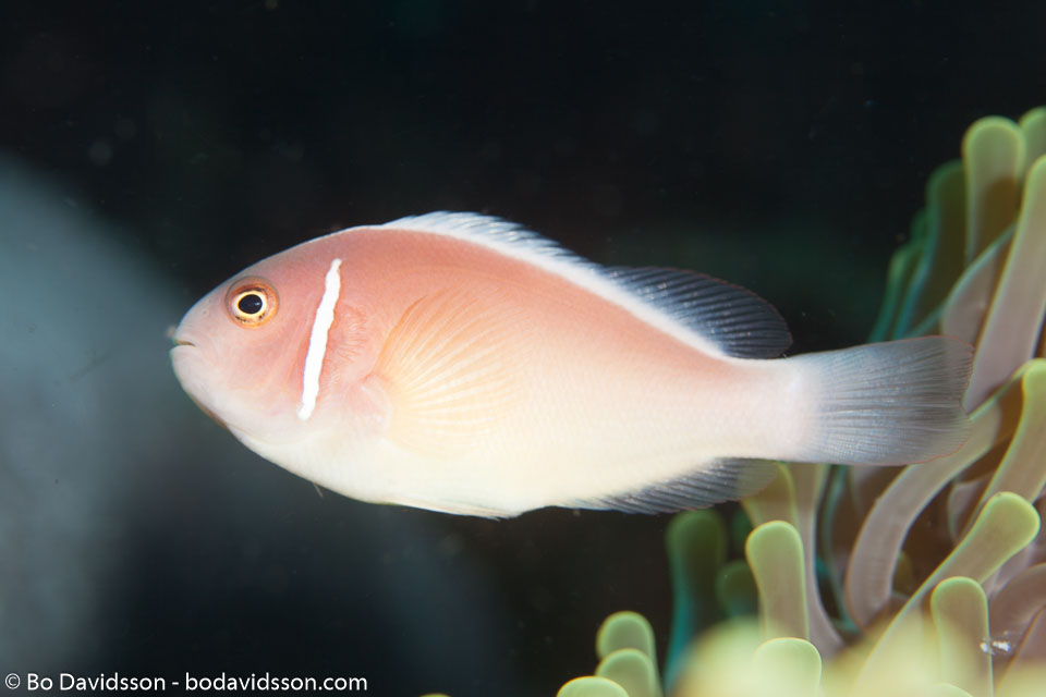 BD-141018-Komodo-5471-Amphiprion-perideraion.-Bleeker.-1855-[Pink-anemonefish.-Vitpannad-clownfisk].jpg